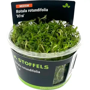 H'Ra-Rotala, Rotala sp. "H'Ra", In Vitro Bestseller